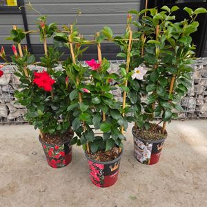 Afbeelding van Kp19 Sundaville Rek Divers